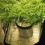 #10. Gorilla Runtz Seedsman