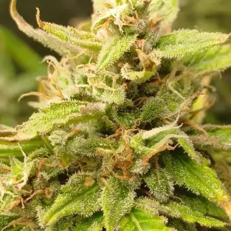 #6. Z-up Fast Buds ts600 DWC
