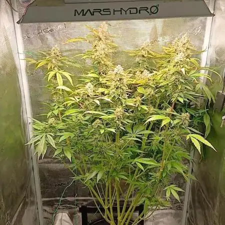 #5. Frostbanger Fast Buds