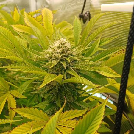 #10. Gorilla Runtz Seedsman