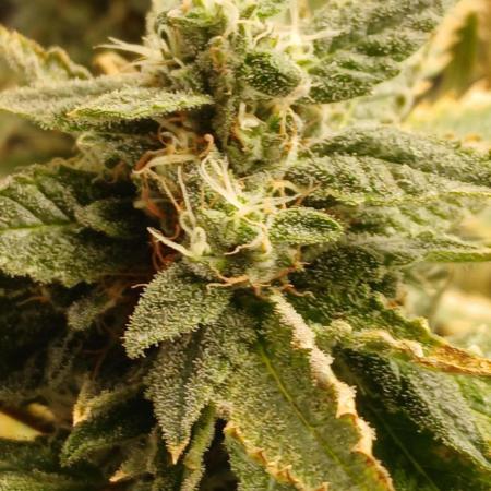 Guava roots gmo seedsman