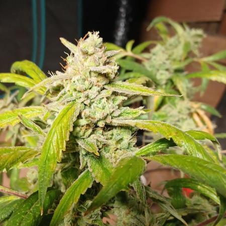 Chem cookies seedsman