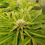 #10. Gorilla Runtz Seedsman