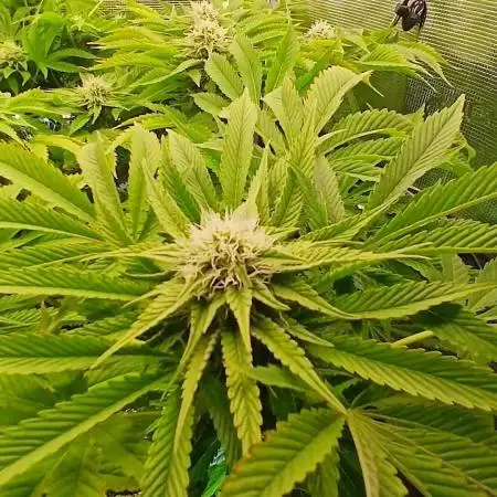 #10. Gorilla Runtz Seedsman