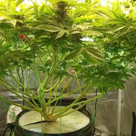 #10. Gorilla Runtz Seedsman