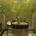 #10. Gorilla Runtz Seedsman