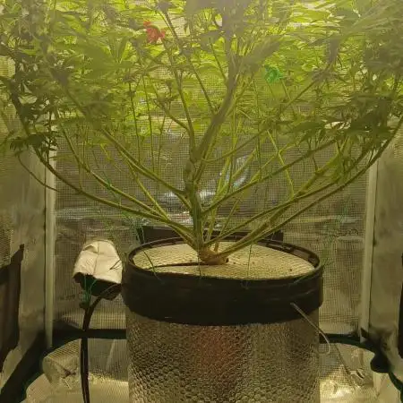 #10. Gorilla Runtz Seedsman
