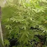 Apple Strudel  Fast Buds