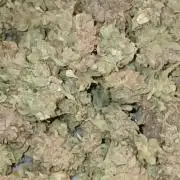 Chem cookies seedsman