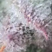 Seedsman vs Atlas Seeds