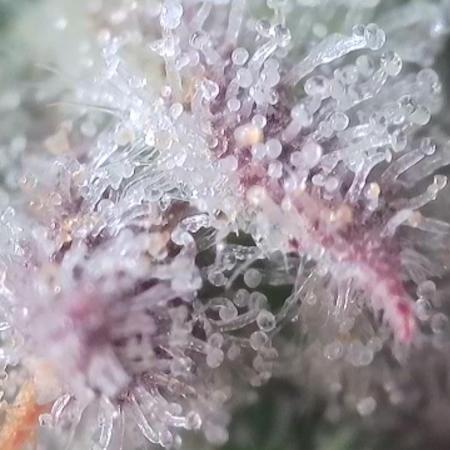 Seedsman vs Atlas Seeds