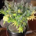 Purple Haze Ztrawberriez Fastbuds TS600