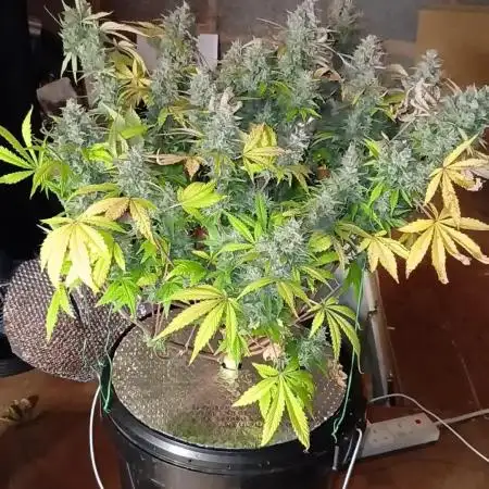 Purple Haze Ztrawberriez Fastbuds TS600