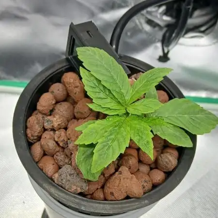 #10. Gorilla Runtz Seedsman