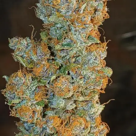 Purple Haze Ztrawberriez Fast Buds