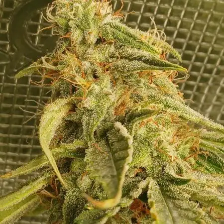 #9. Titan F1 RQS