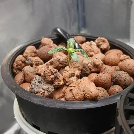 #10. Gorilla Runtz Seedsman