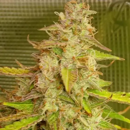 Pineapple 🍍 Express F1 DWC TS1000