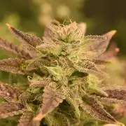 Seedsman vs Atlas Seeds