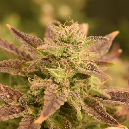 Seedsman vs Atlas Seeds
