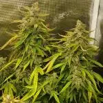 #4. Pineapple 🍍 Express F1 DWC TS1000