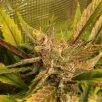 #7. Guava Auto Fast Buds