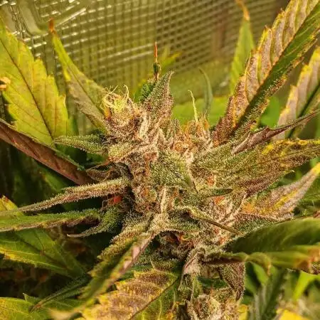 #7. Guava Auto Fast Buds