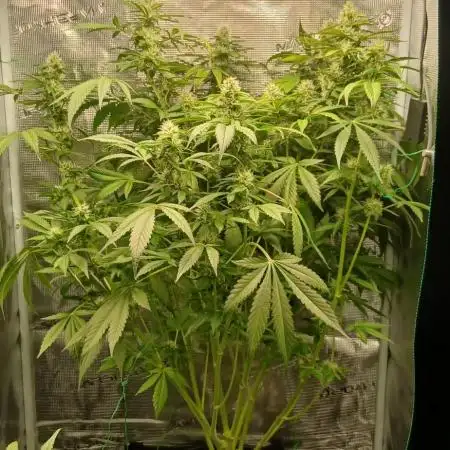 Frostbanger Fast Buds