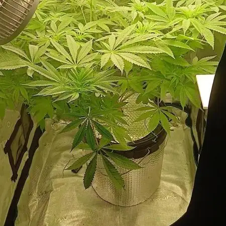 #10. Gorilla Runtz Seedsman