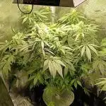 Frostbanger Fast Buds