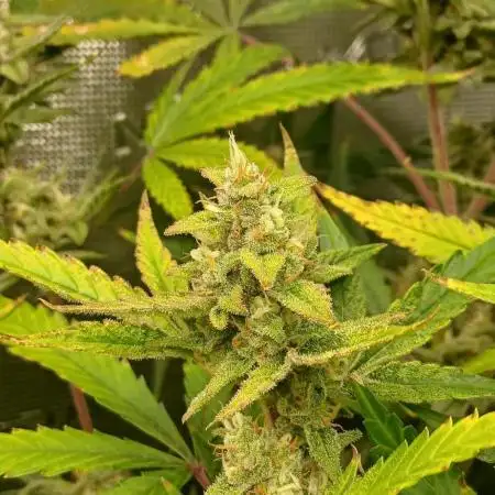 #8. Apple Strudel  Fast Buds