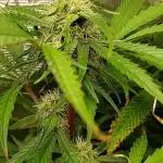 Pineapple 🍍 Express F1 DWC TS1000