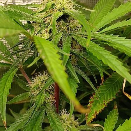 Pineapple 🍍 Express F1 DWC