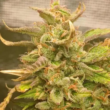 #6. Z-up Fast Buds ts600 DWC