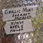 Garlic Mint Sherbert