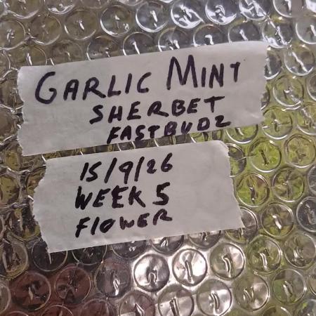Garlic Mint Sherbert