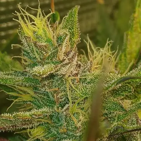 Guava Auto Fast Buds
