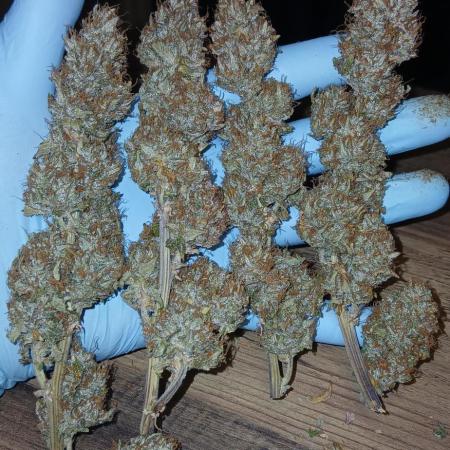 #5. Frostbanger Fast Buds