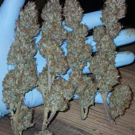 #5. Frostbanger Fast Buds