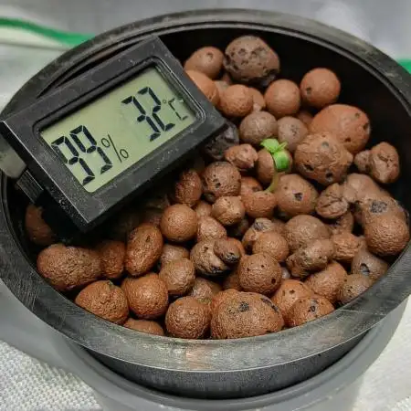 Gorilla Runtz Seedsman