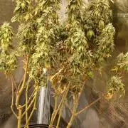 Jealous fast seedsman
