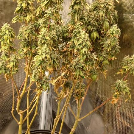 Jealous fast seedsman