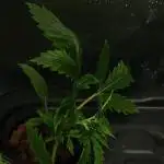Fast Buds Run#2
