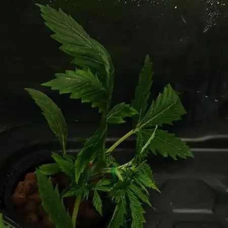 Fast Buds Run#2