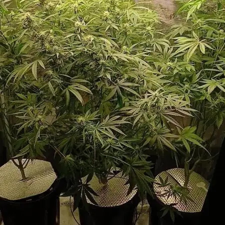 Z-up Fast Buds