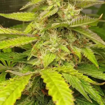 Pineapple 🍍 Express F1 DWC TS1000