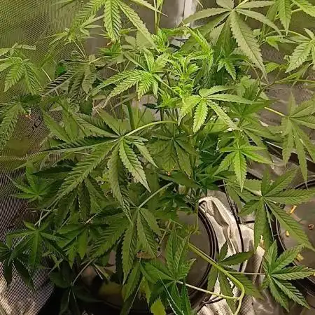 Apple Strudel  Fast Buds