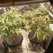 Frost Banger 2