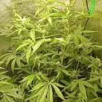 Apple Strudel  Fast Buds