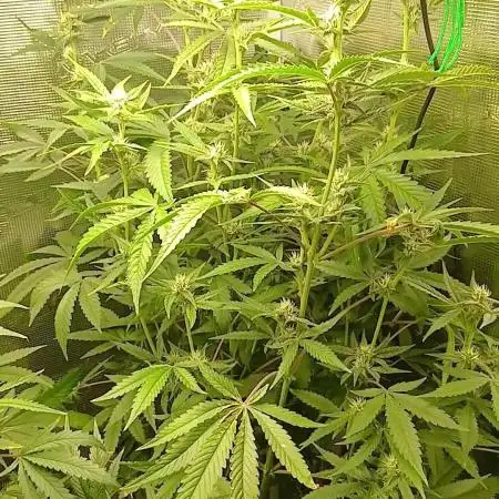 Apple Strudel  Fast Buds